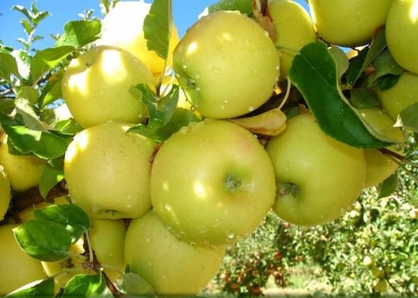 خرید و قیمت سیب زرد درجه یک + فروش عمده